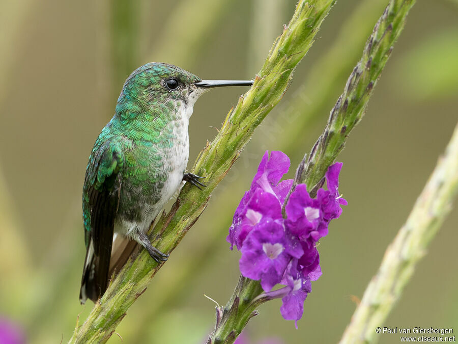 White-tailed Emerald female adult