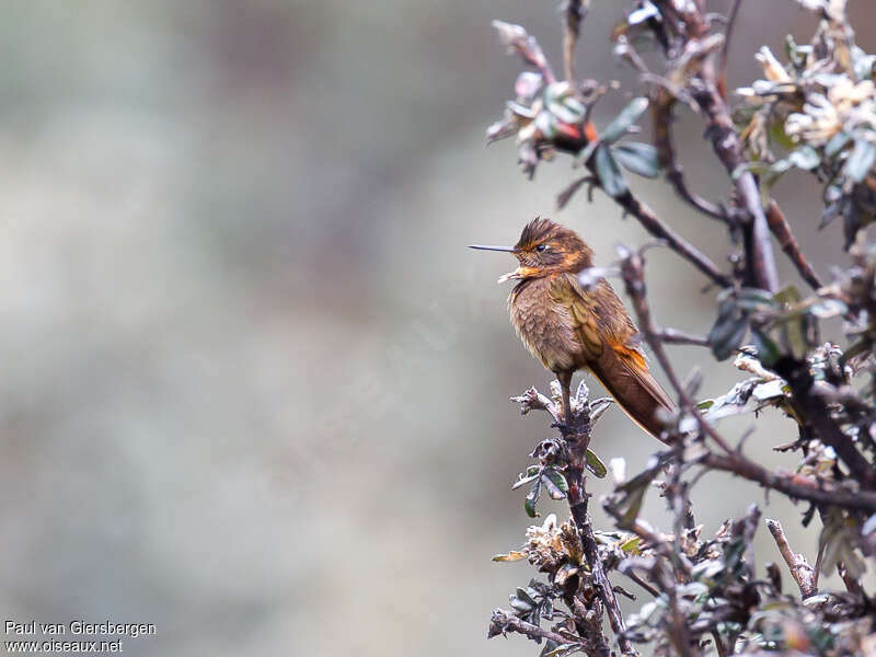 Colibri étincelantadulte, habitat, pigmentation
