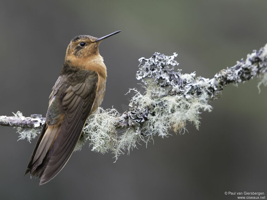 Colibri étincelantadulte