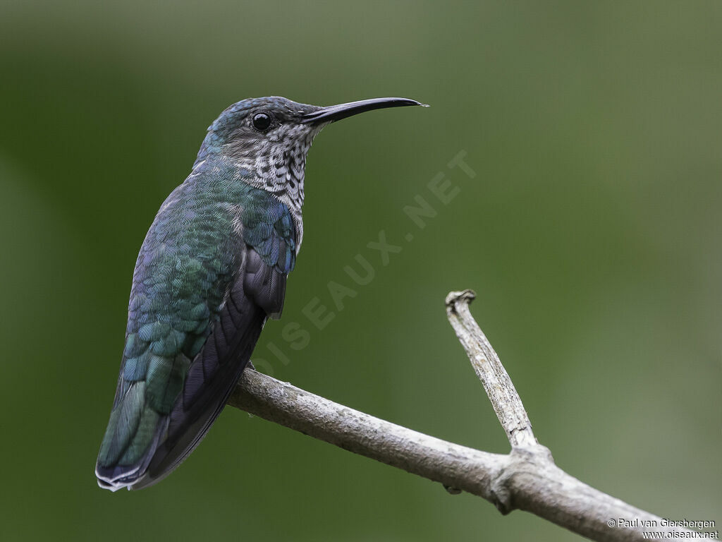 Colibri jacobin femelle adulte