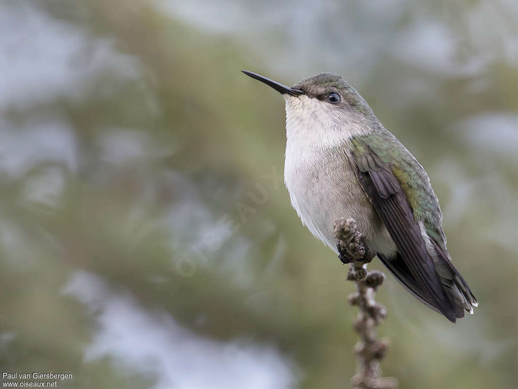 Colibri nain femelle adulte, identification