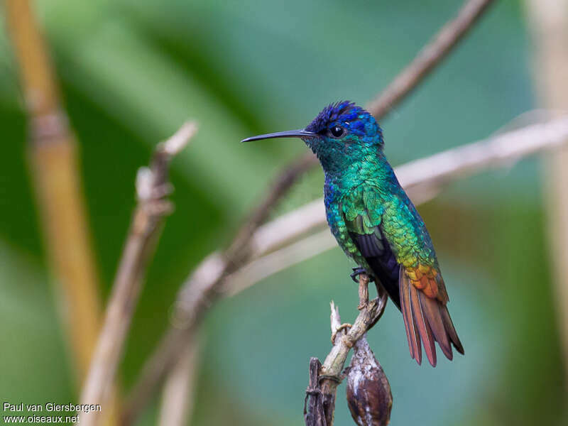 Golden-tailed Sapphire