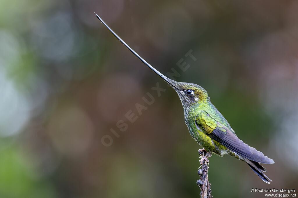 Colibri porte-épée femelle adulte