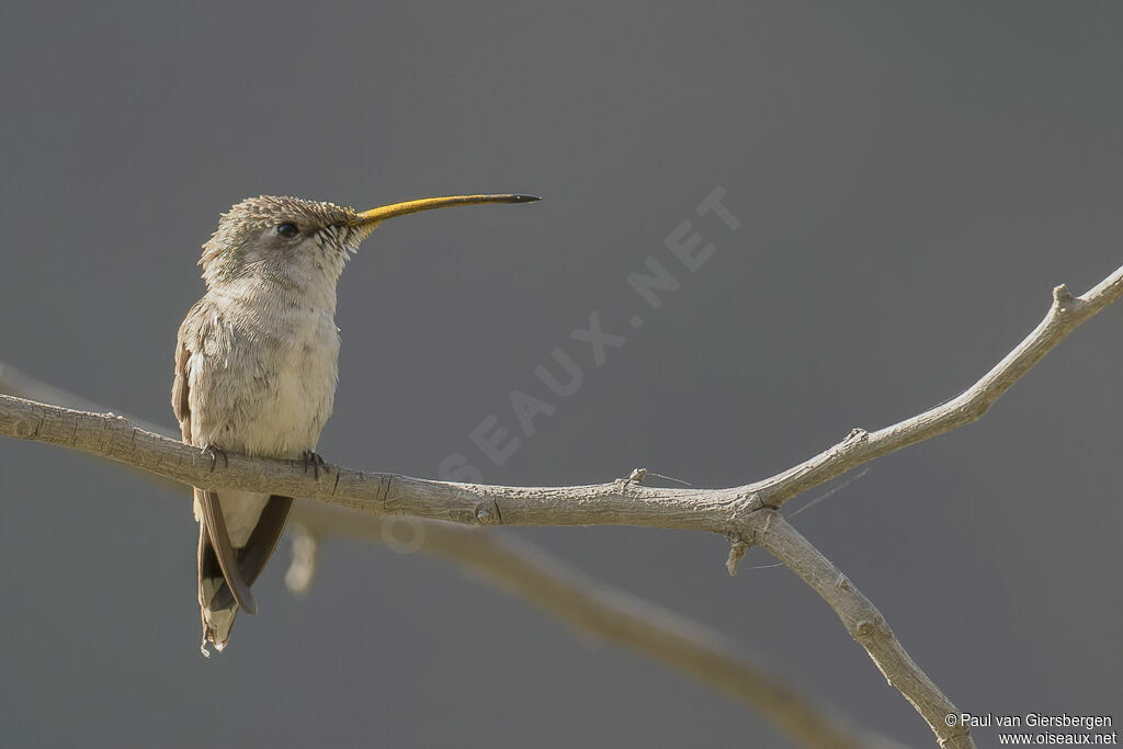 Colibri vesper femelle adulte
