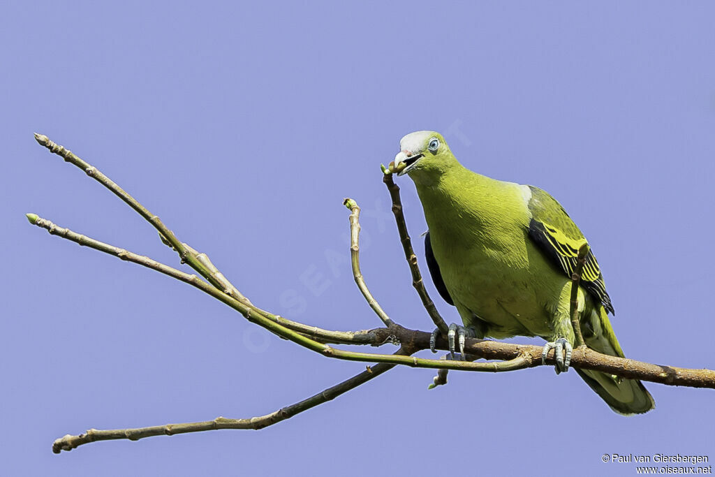 Philippine Green Pigeonadult