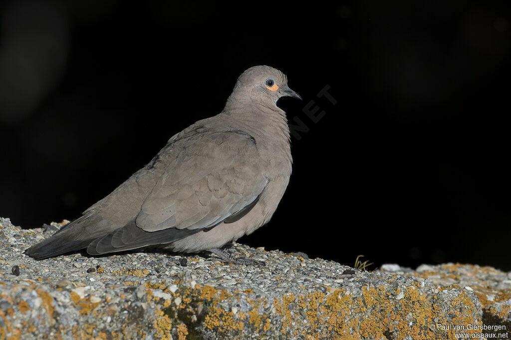 Colombe à ailes noiresadulte