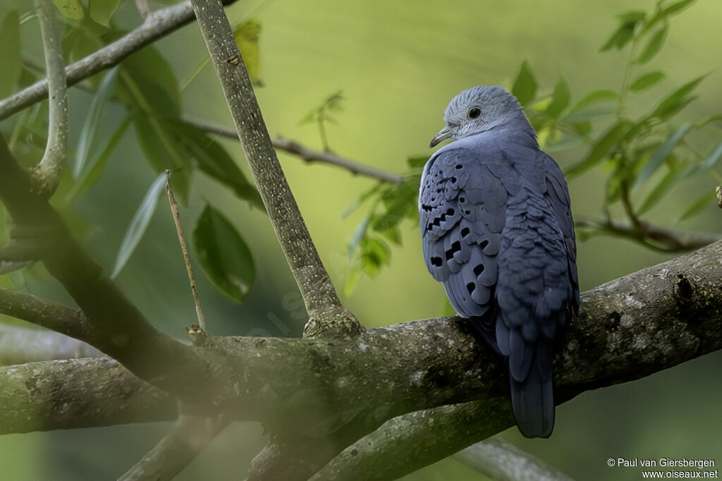 Colombe bleutéeadulte