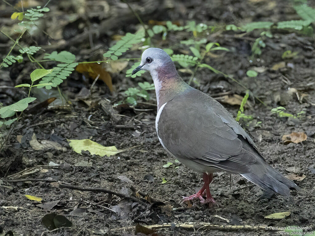 Caribbean Doveadult