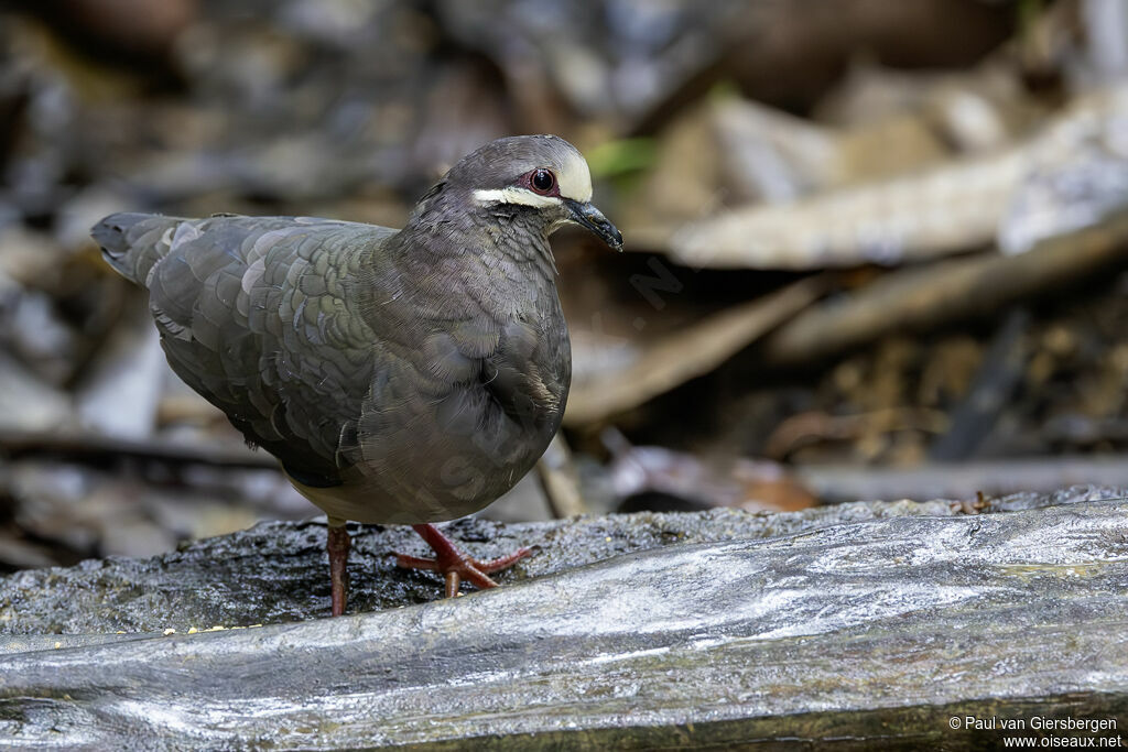 Colombe de Veragua - Colombe de Veraguas<br />adulte