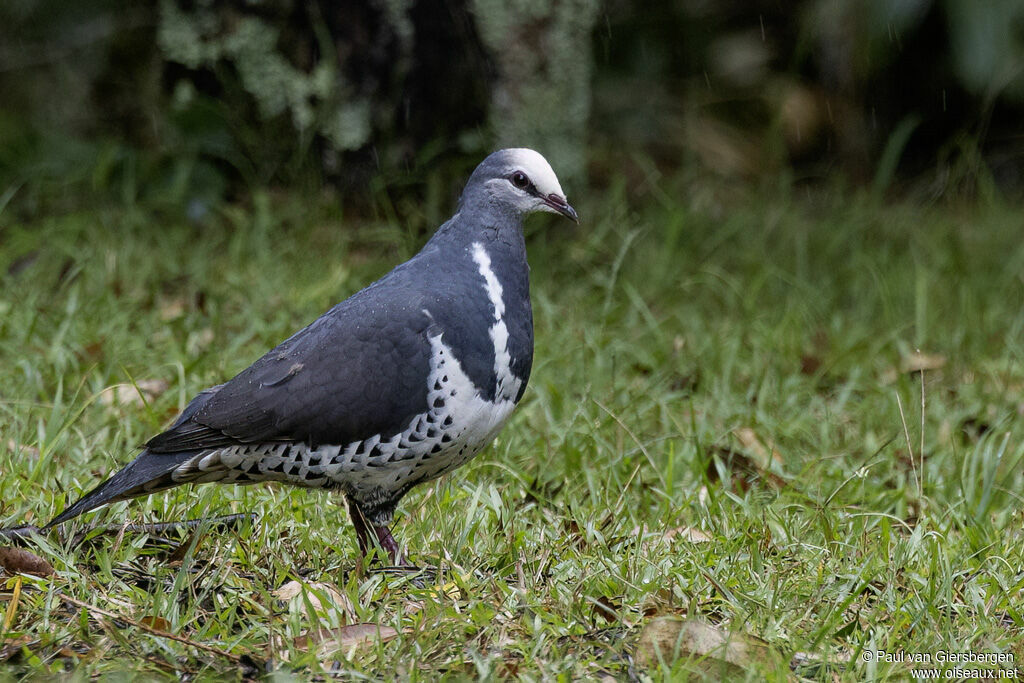 Wonga Pigeonadult