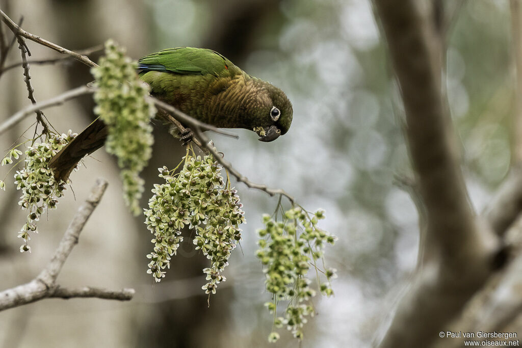 Conure de Devilleadulte