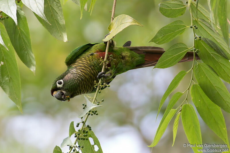 Conure de Vieillot