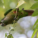 Conure de Vieillot