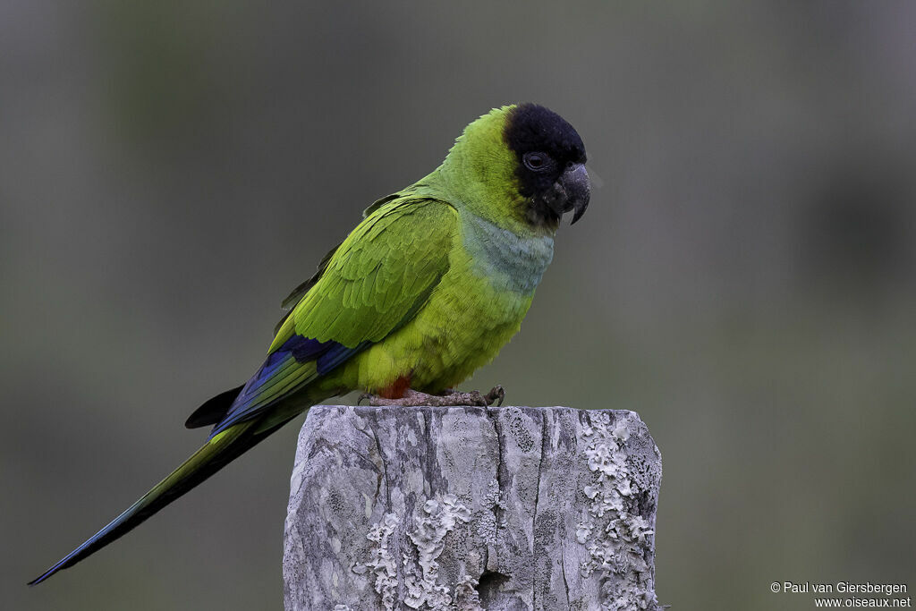 Conure nandayadulte