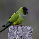 Conure nanday