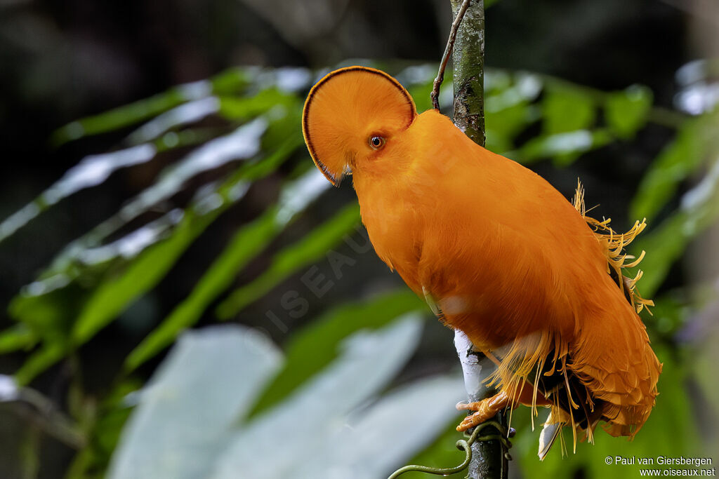Guianan Cock-of-the-rock male adult