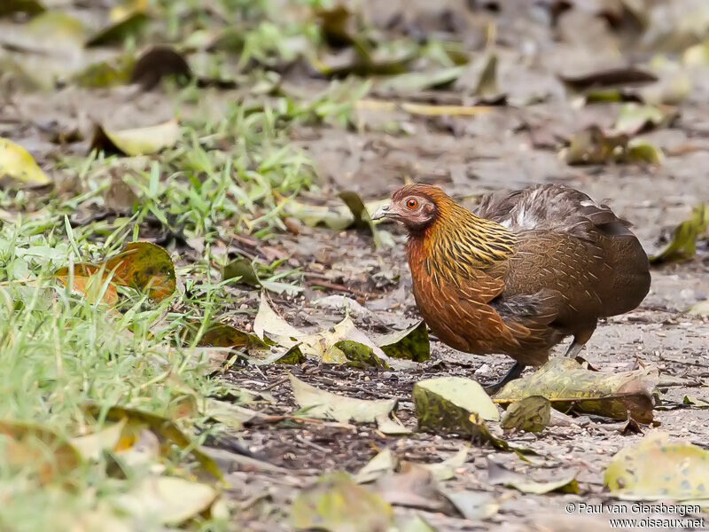 Red Junglefowl female adult