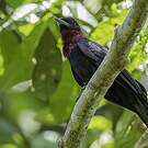 Coracine noire