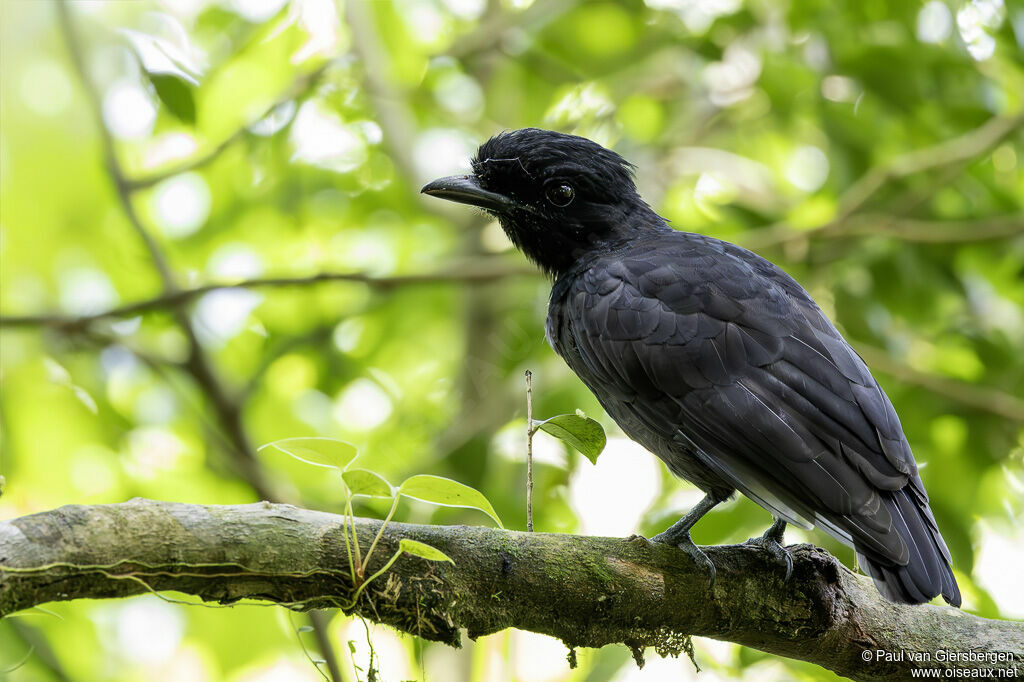 Coracine ombrelleadulte