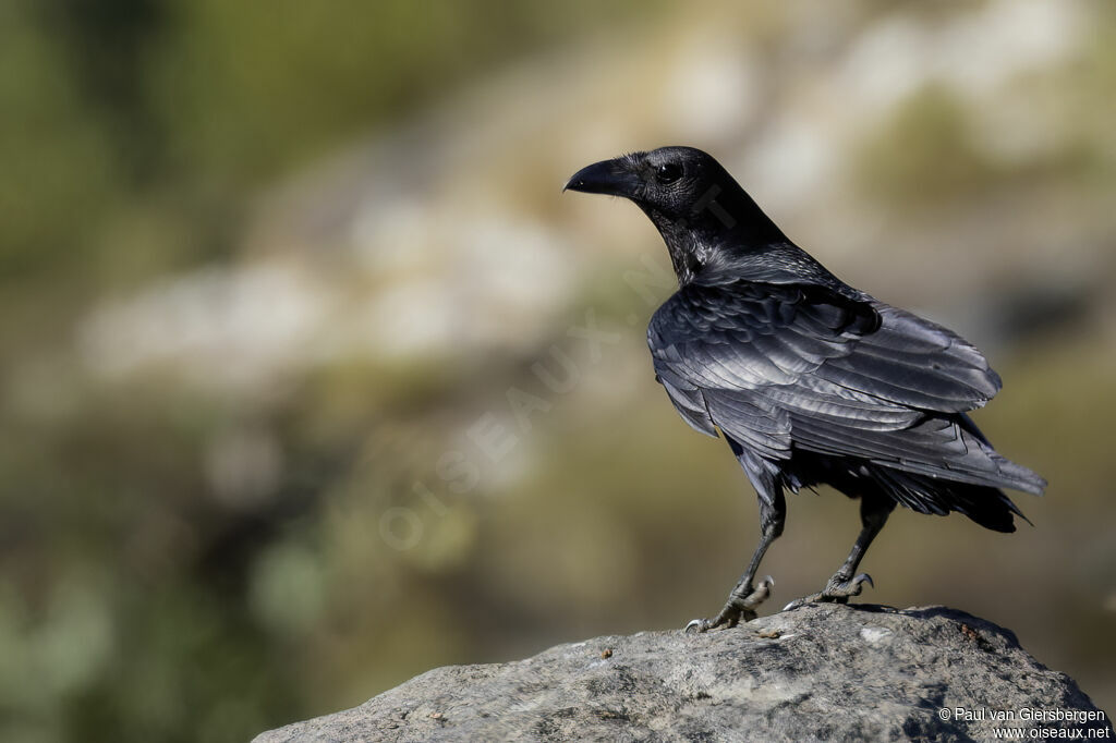 Corbeau à queue courteadulte