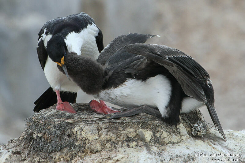 Cormoran antarctique