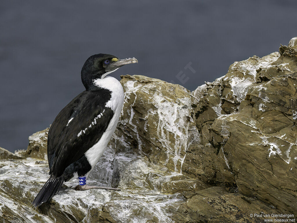 Cormoran caronculéadulte