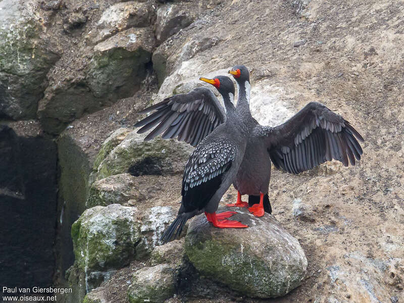 Cormoran de Gaimardadulte nuptial, parade