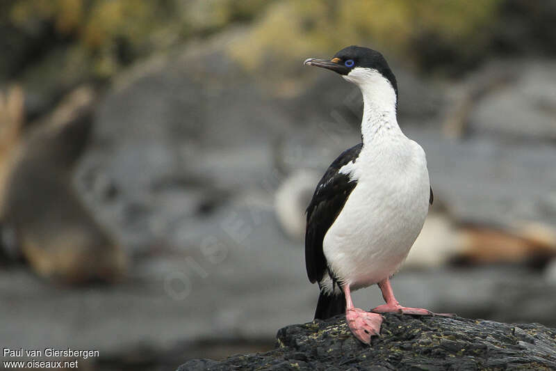 Cormoran géorgienadulte, identification