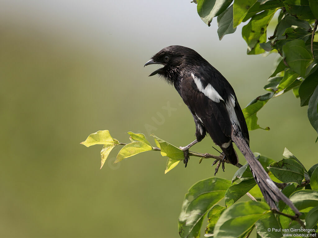Magpie Shrikeadult