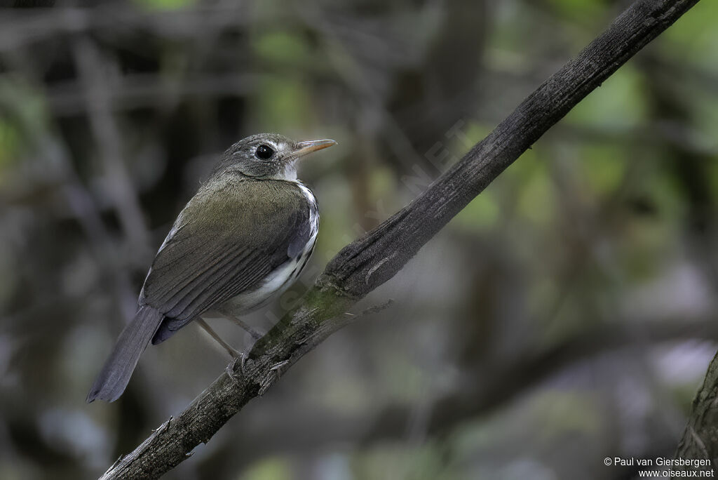 Corythopis de Delalandeadulte
