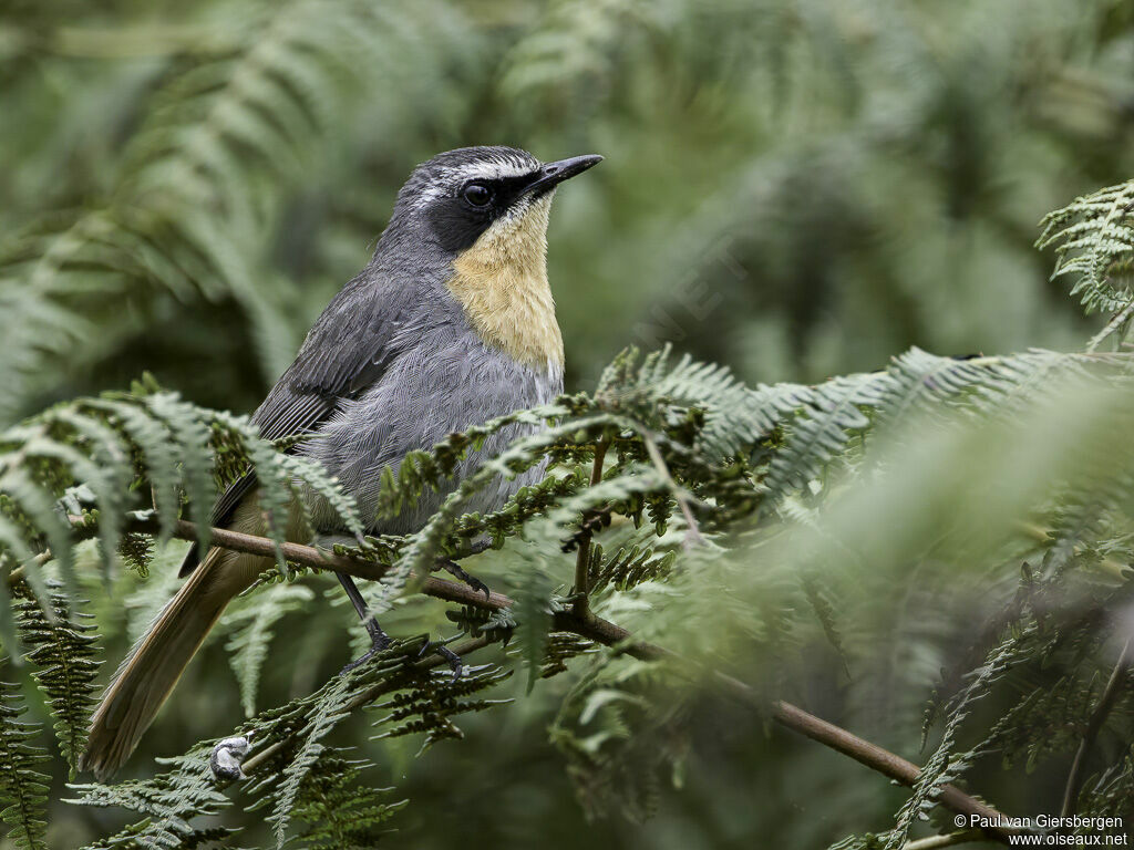 Cape Robin-Chatadult