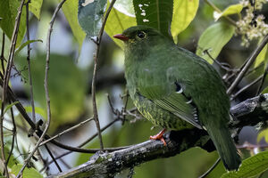 Cotinga à queue rayée