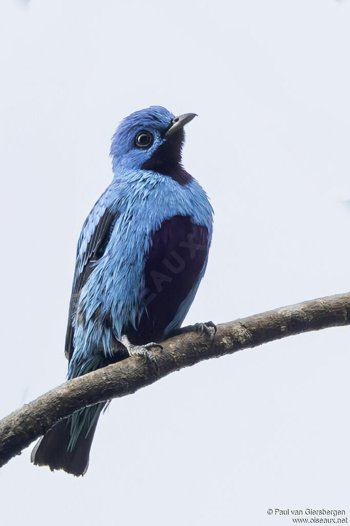 Cotinga bleu mâle adulte