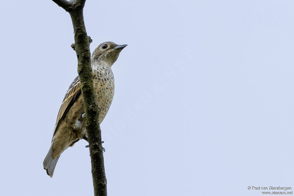 Cotinga bleu femelle adulte