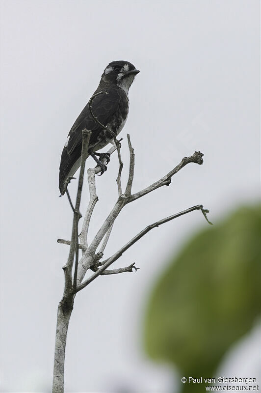 Cotinga d'Isabelleadulte