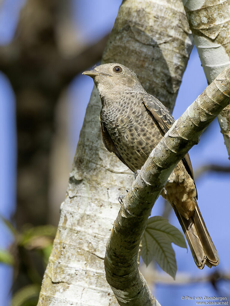 Plum-throated Cotinga female adult