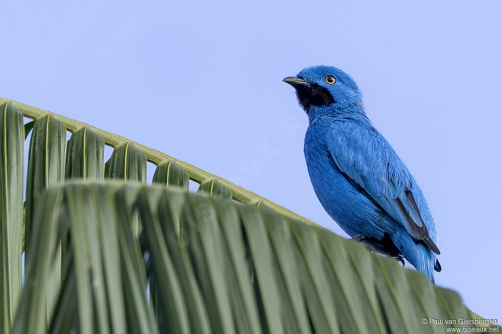 Plum-throated Cotinga male adult