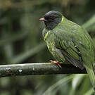 Cotinga vert et noir