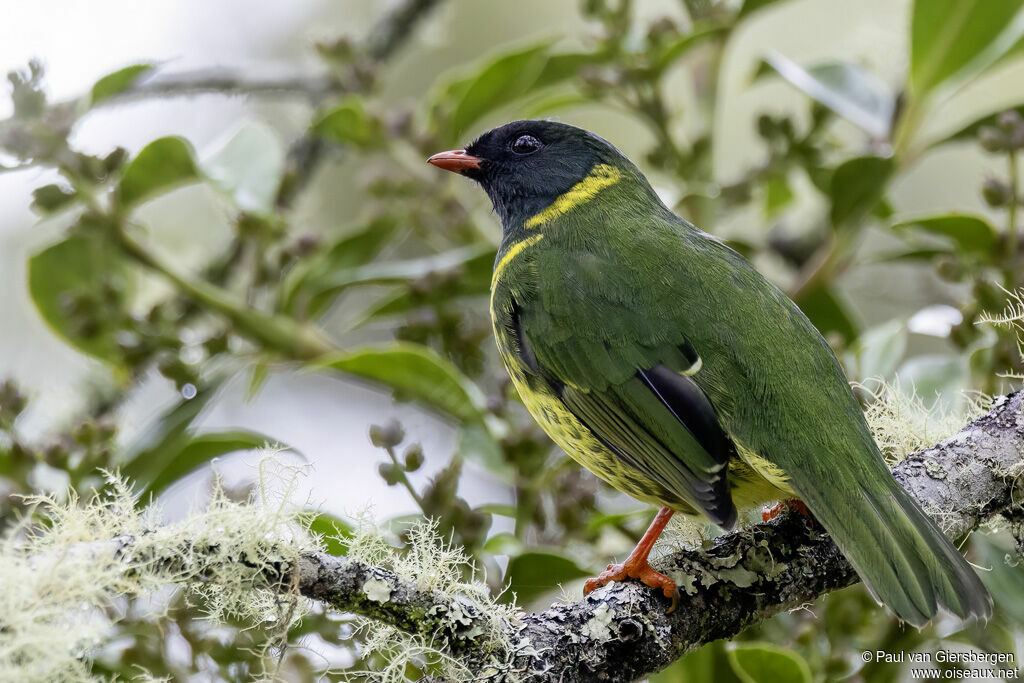 Cotinga vert et noir mâle adulte