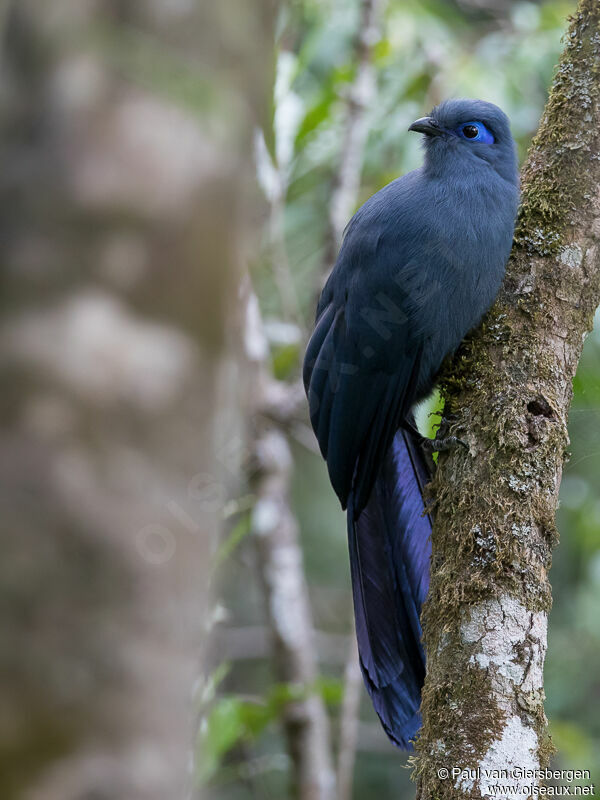 Blue Couaadult