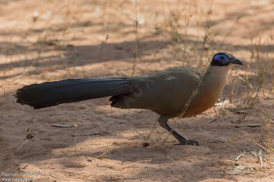 Coua géantadulte, identification