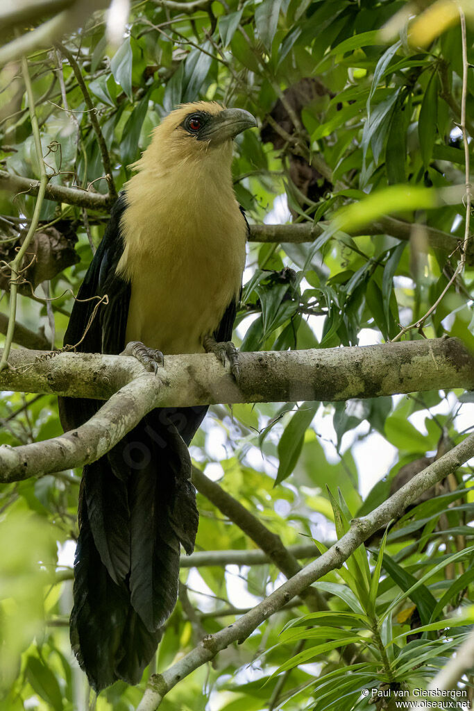 Buff-headed Coucaladult