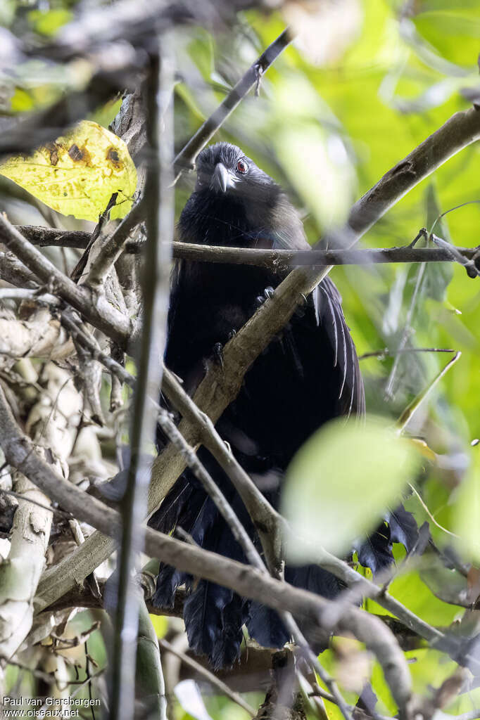 Black-hooded Coucaladult