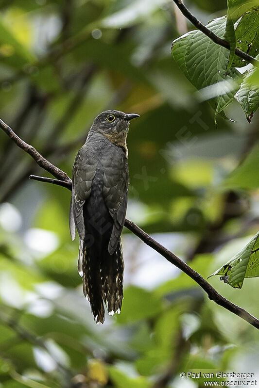 Sunda Brush Cuckooadult