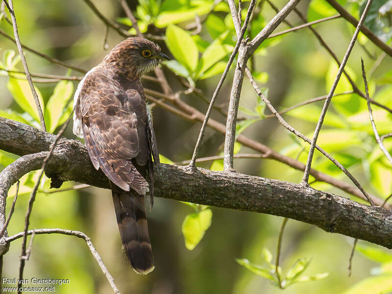 Hodgson's Hawk-Cuckooadult
