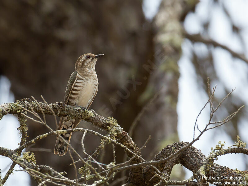 Horsfield's Bronze Cuckooadult