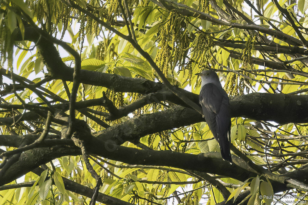 Himalayan Cuckooadult