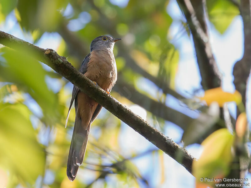 Sahul Brush Cuckoo