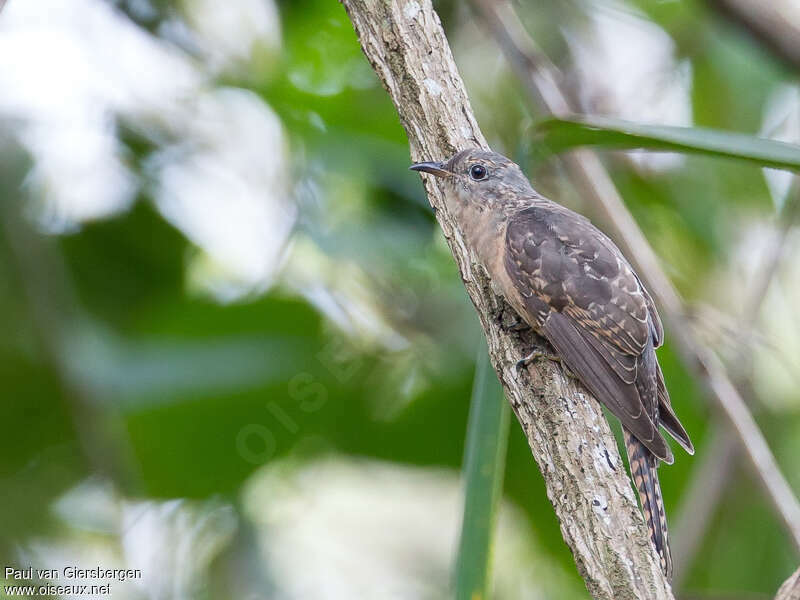 Sahul Brush Cuckoo, identification