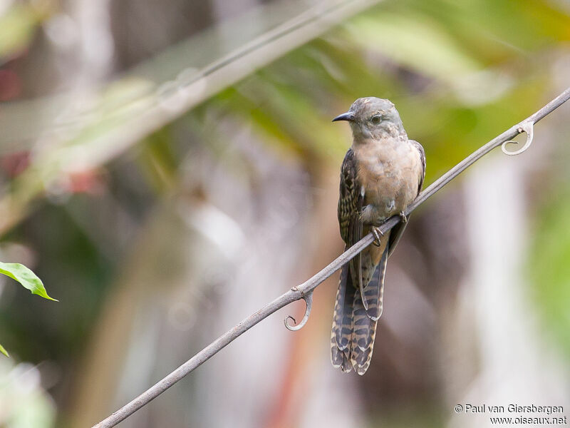 Sahul Brush Cuckoo